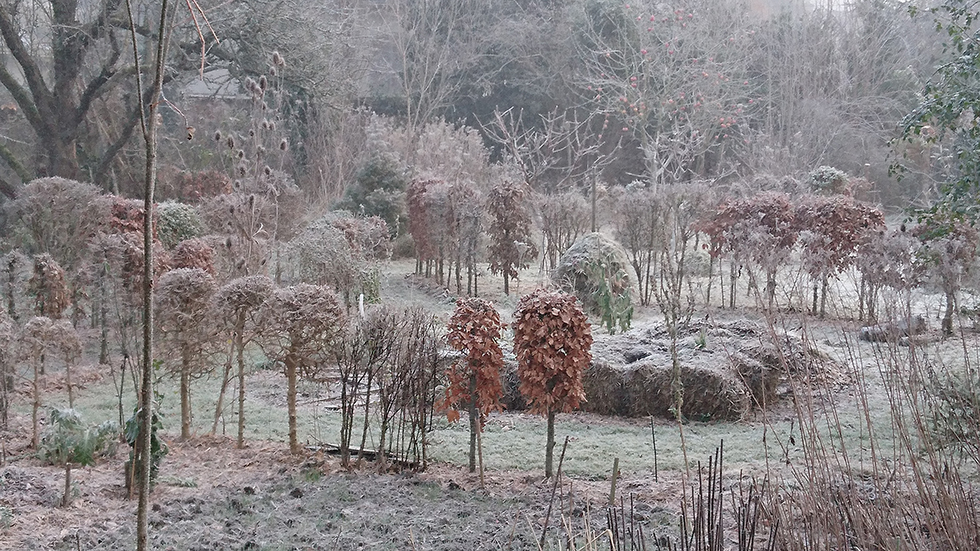 <p><strong>Jardin de l'artiste | Les Andelys | Normandie | 01.12.2016</strong></p>